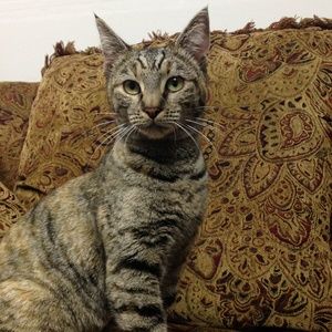 Meet your Posher, Telma